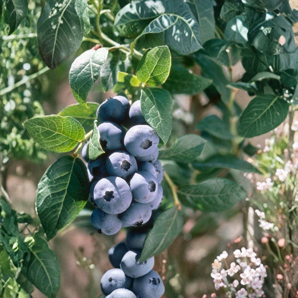Chandler Blueberry Plants – Vaccinium corymbosum Live Starter Set | 3 Plants | 3–6 Inches Tall | Large Berry Northern Highbush