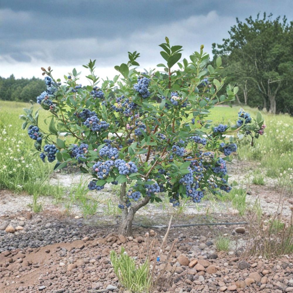 Talisman Blueberry Plant – Northern Highbush Live Berry Bush | 5.25 Inch Pot | Fast Growing Fruit Plant | Large Sweet Blueberries