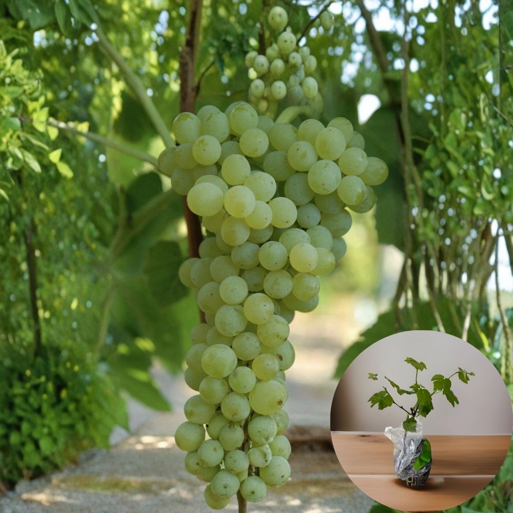 Seedless Grape Vine – 15 Inch Live Plant in Pot | Sweet Fruit Vine | Ready to Plant | Backyard Vineyard Starter