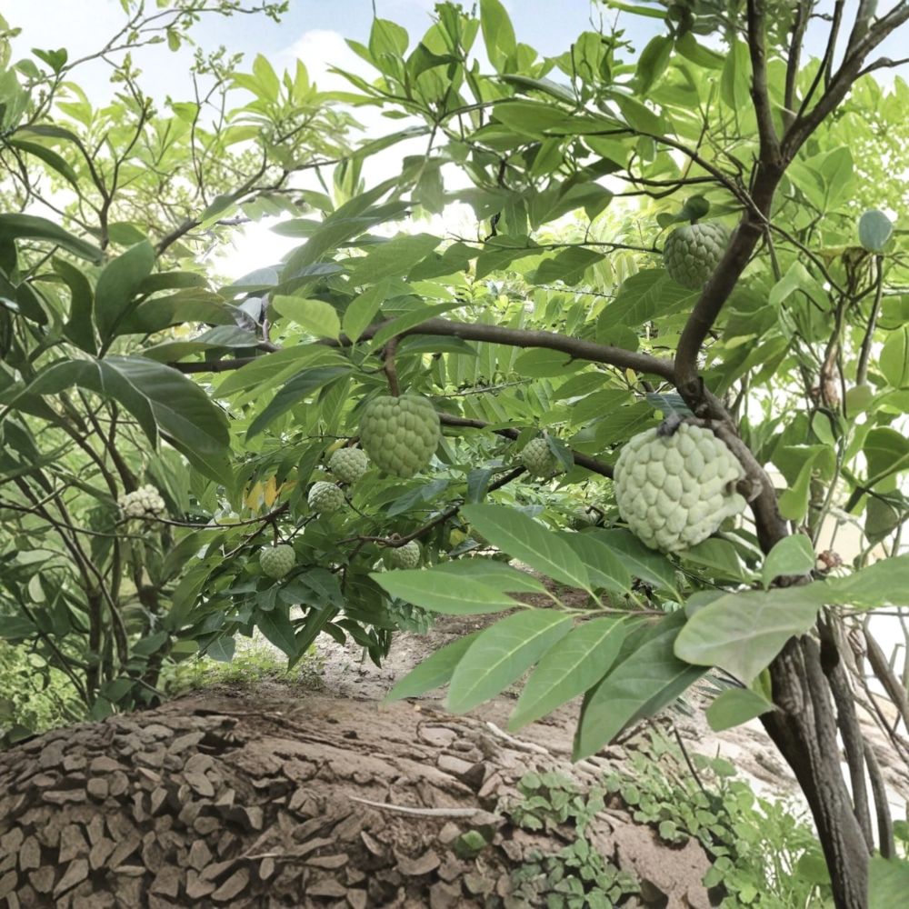 Sugar Apple Tree – Na Dai (Mãng Cầu Dai) Live Seedling | 5–7 Inch Tall | Annona Squamosa Tropical Fruit Plant | Asian Fruit Tree