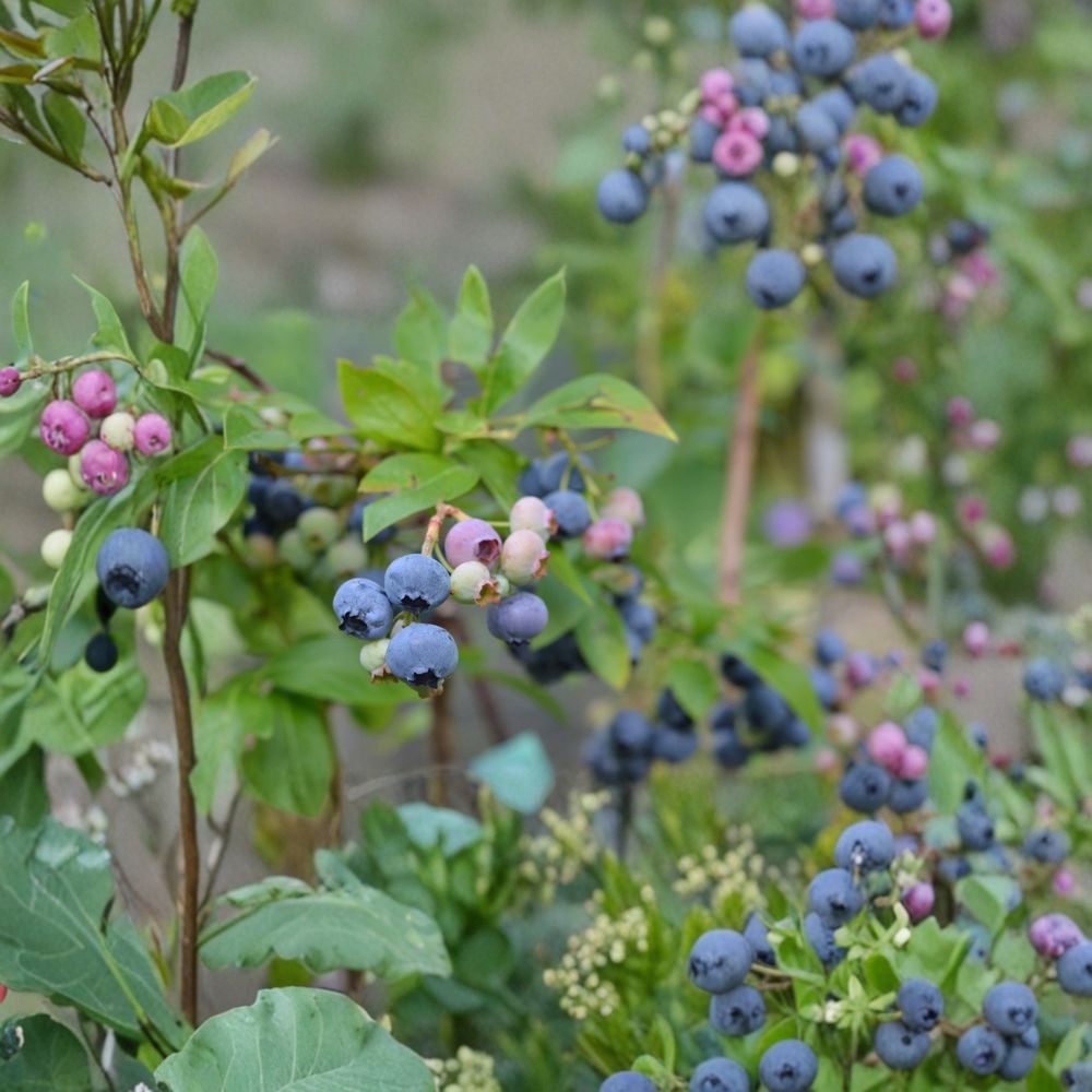 Top Hat Blueberry Plant – Vaccinium ‘Top Hat’ Live Dwarf Berry Bush | 4–6 Inches Tall | Container Friendly Fruit Plant | Ships No Pot