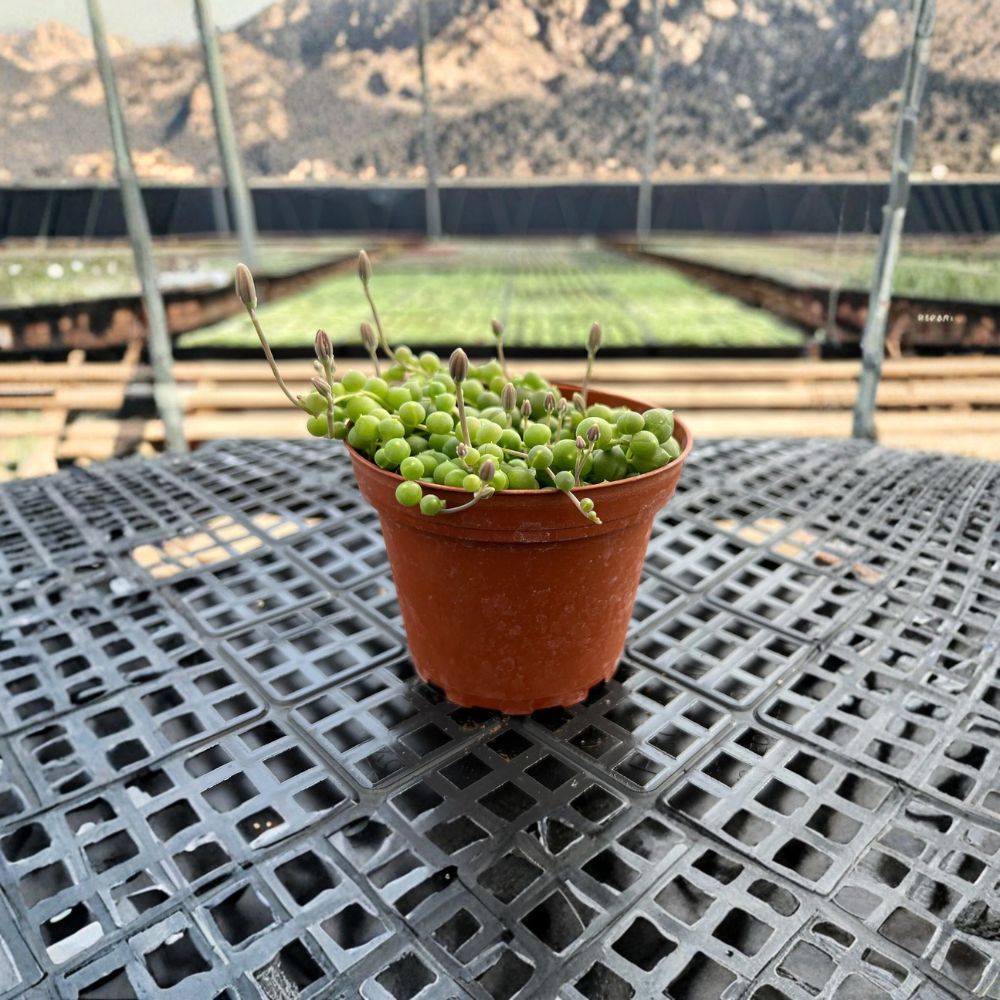 String of Pearls Plant – Live Succulent in 4 Inch Pot | Fully Rooted Senecio Rowleyanus | Trailing Hanging Plant | Indoor Décor