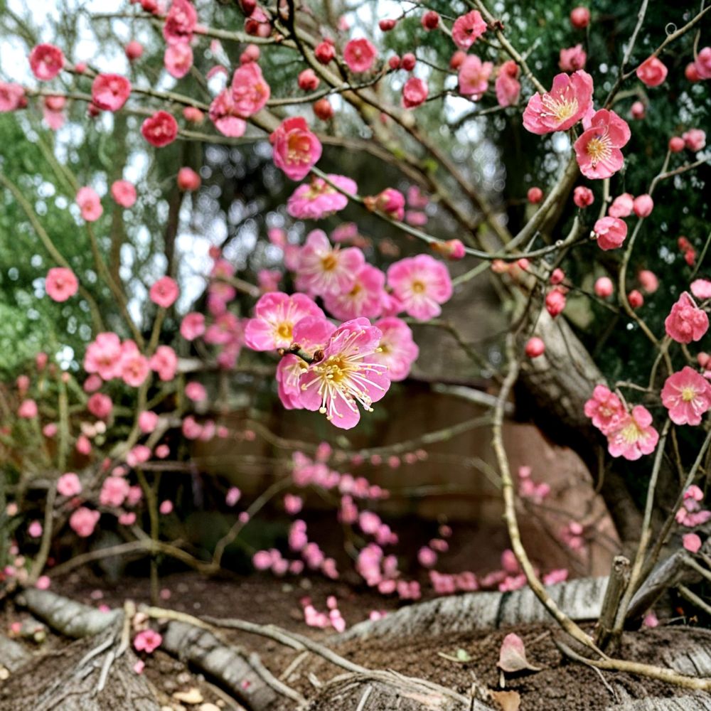 Japanese Ume Plum Cuttings – 2 Prunus mume Cuttings | Fragrant Winter Bloom | Edible Fruit Tree | Umeboshi & Umeshu