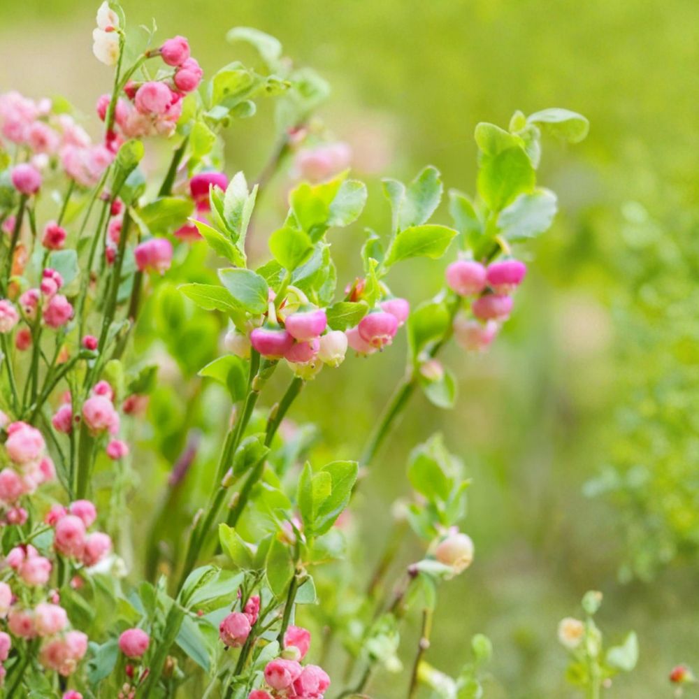 Pink Lemonade Blueberry Plants – Vaccinium ‘Pink Lemonade’ Live Fruit Bush | Set of 3 Rooted Plants | 4–6 Inches Tall | Sweet Pink Berry Shrub