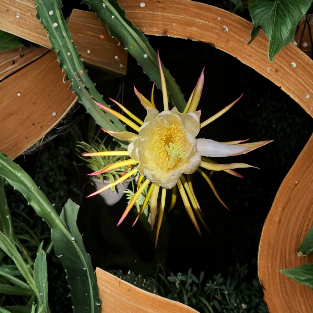 Dragon Fruit Cuttings – 8–12 Inch | Hylocereus Pitaya Plant | Exotic Tropical Fruit Cactus | Easy to Grow