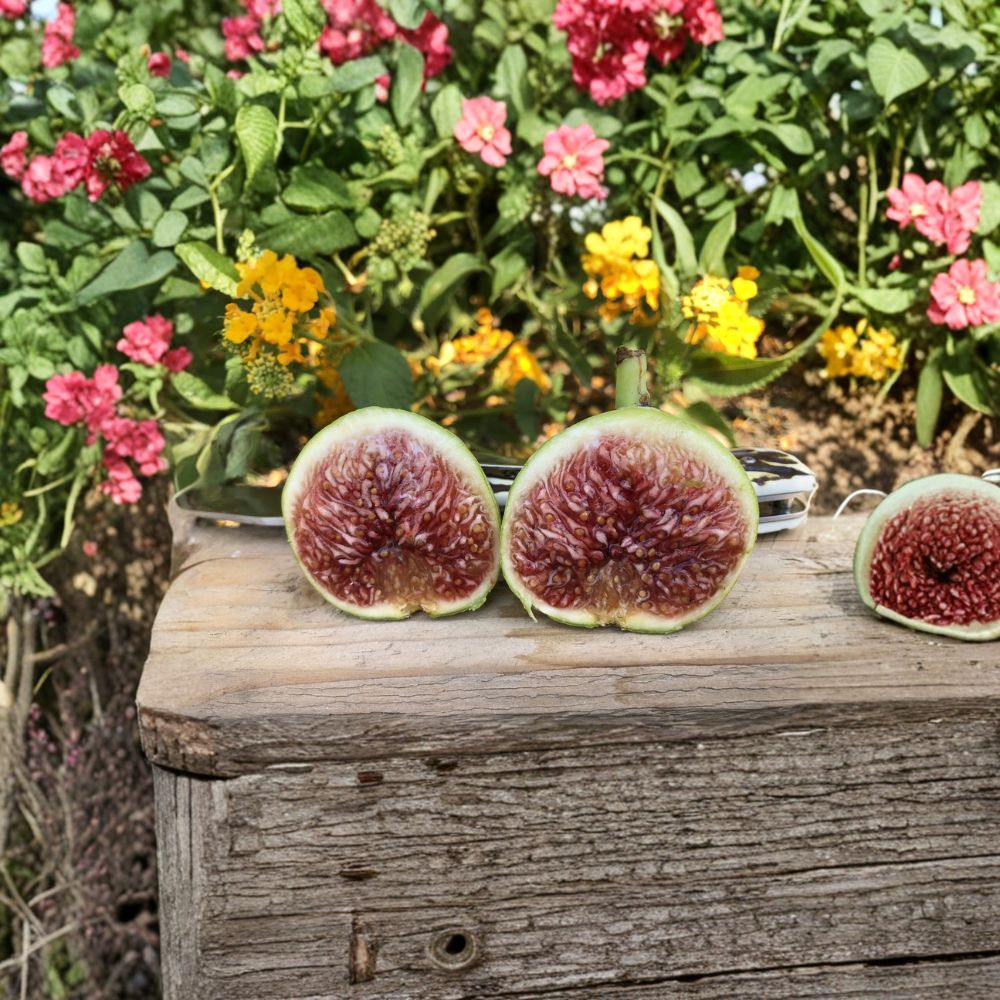 White Adriatic Fig Cuttings – 10 Fresh Unrooted Stems 6–8 Inches | Sweet Berry Flavor Fig Tree | Easy to Root | Free Shipping
