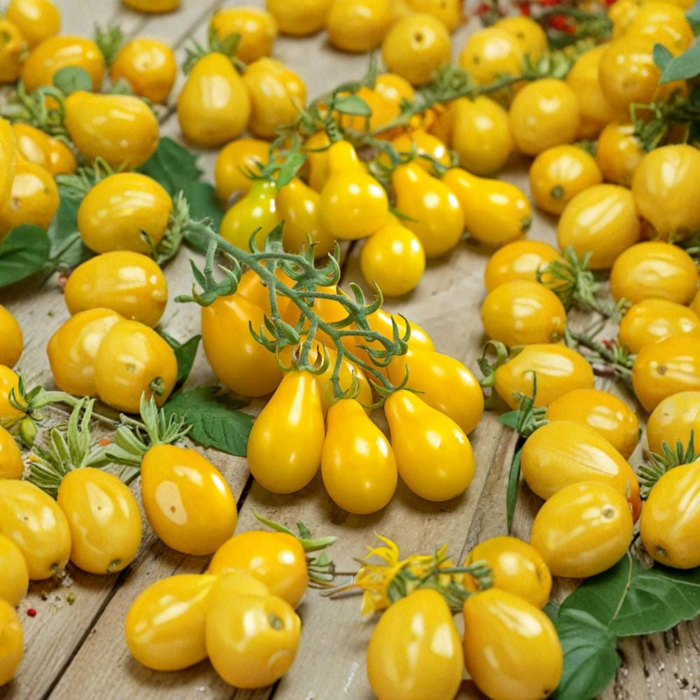 Yellow Pear Tomato Seeds – Heirloom NON-GMO 30 Seeds | 85%+ Germination | 75 Days Sweet Mild Flavor | Indeterminate | High Yield