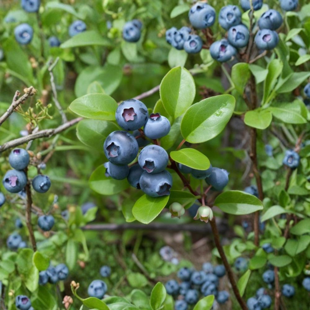 Bluejay Blueberry Bushes – Vaccinium corymbosum Live Plants | Set of 5 | 10–12 Inches Tall | Northern Highbush Berry Plants