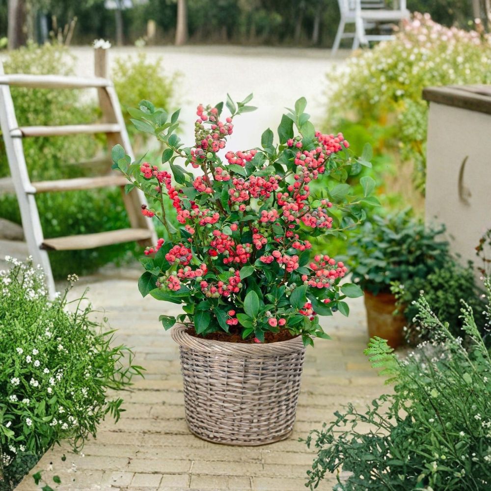 Pink Lemonade Blueberry Plant – Vaccinium ‘Pink Lemonade’ Live Berry Bush | 4–7" Tall Northern Highbush Fruit Plant