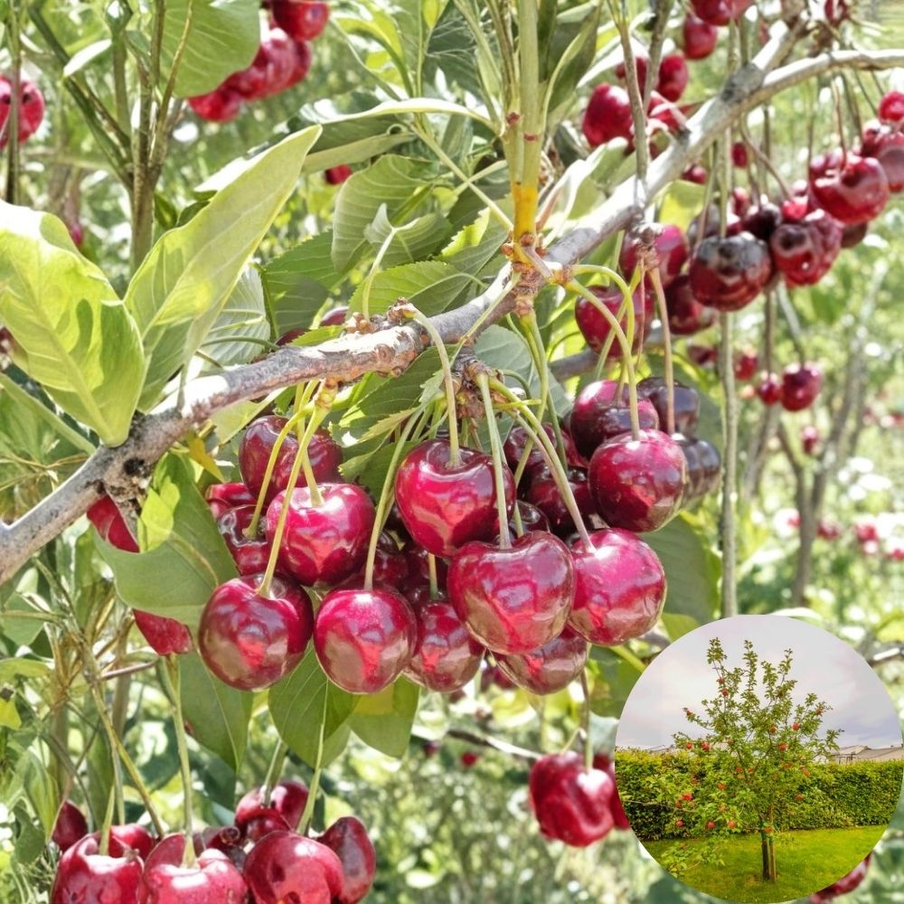 Fruit Tree Bundle – 4 Live Trees | 3 Honeycrisp Apple + 1 Bing Cherry | Garden Orchard Starter | Backyard Fruit Tree Set