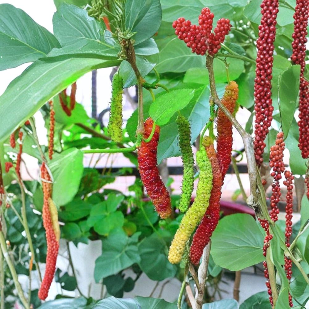 Pakistan Mulberry – Morus macroura Live Seedling | 4 Inches Tall | Rooted Plant – No Pot Sweet Tropical Fruit Tree | Backyard Garden Friendly | Easy to Grow