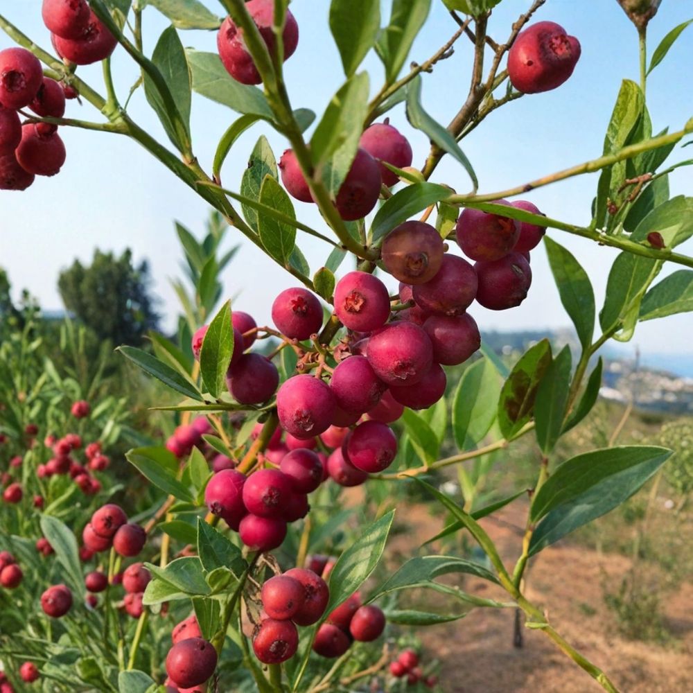 Pink Lemonade Blueberry Plants – Set of 2 Live Berry Bushes | Vaccinium ‘Pink Lemonade’ | 4–6" Tall Rooted Plants | No Pot