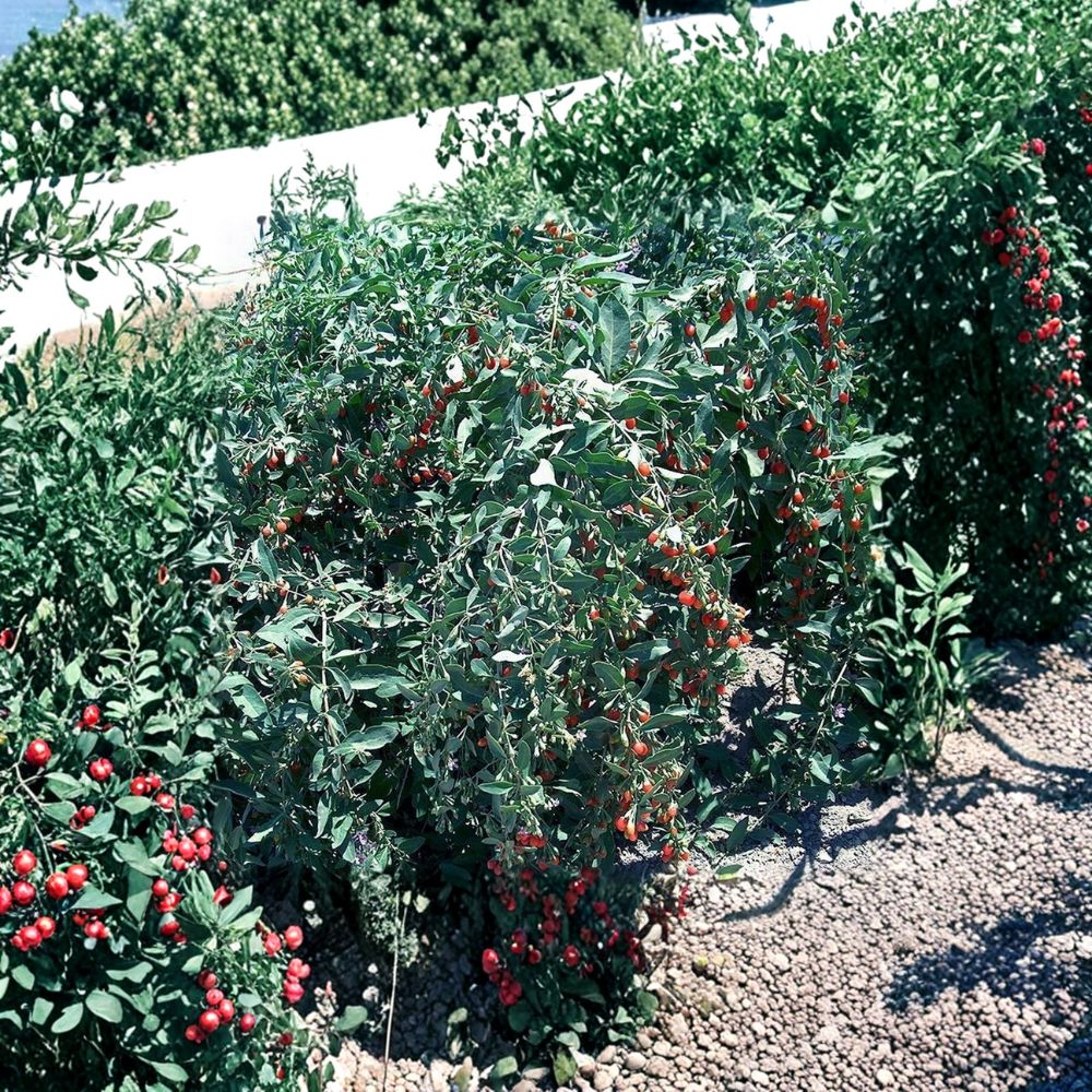 Goji Berry Cuttings – 10 Unrooted Stems 7–8 Inches | Lycium barbarum | Fast Fruiting Superfood Plant | Self-Pollinating Shrub
