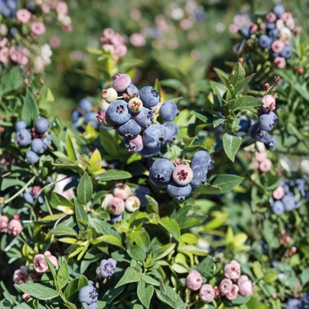 Misty Blueberry Plants – Set of 2 Live Early-Season Berry Bushes | Vaccinium ‘Misty’ | 4–8" Tall Starter Plants