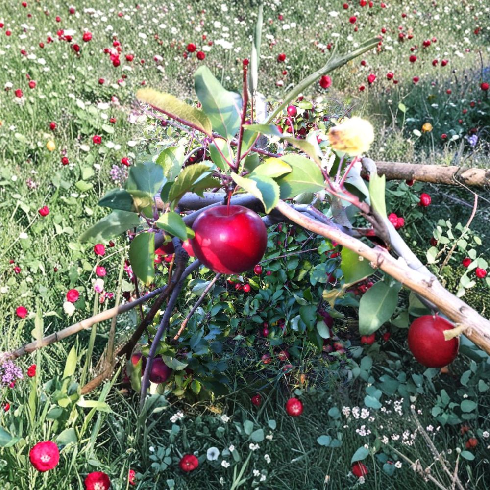 McIntosh Apple Trees – Set of 2 Bare Root Trees | 18–24 Inch Tall | Classic Sweet Tart Apple Variety | Backyard Orchard Plant
