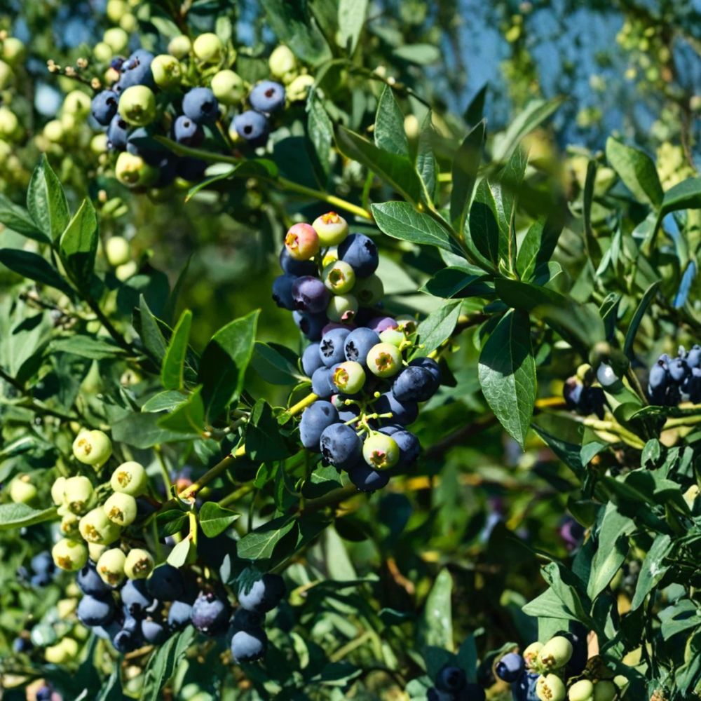 Sunshine Blueberry Plant – Vaccinium corymbosum ‘Sunshine’ Live Berry Bush | Southern Highbush Blueberry | 4–6" Tall Starter Plant