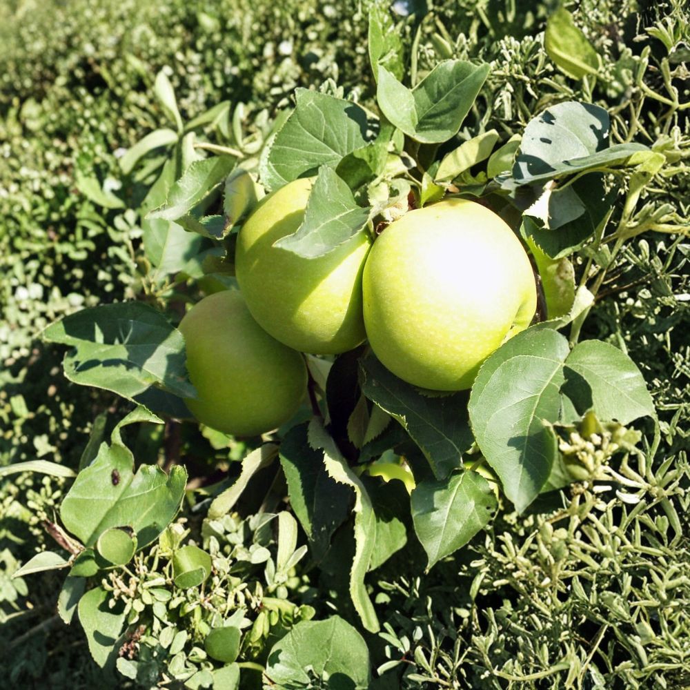 Mutsu Crispin Apple Trees – Set of 2 Bare Root Trees | 18–24 Inch Tall | Sweet Tart Apple Variety | Backyard Orchard Fruit Trees
