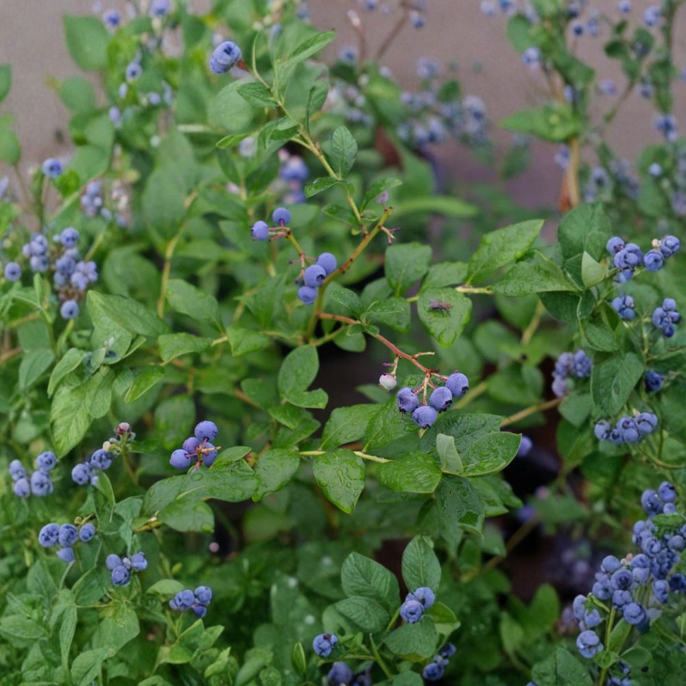 Live O’Neal Blueberry Plant – Southern Highbush Blueberry | 4–8 Inches Tall | Roots Wrapped in Soil (No Pot) | Sweet Fruit Shrub for Garden or Containers