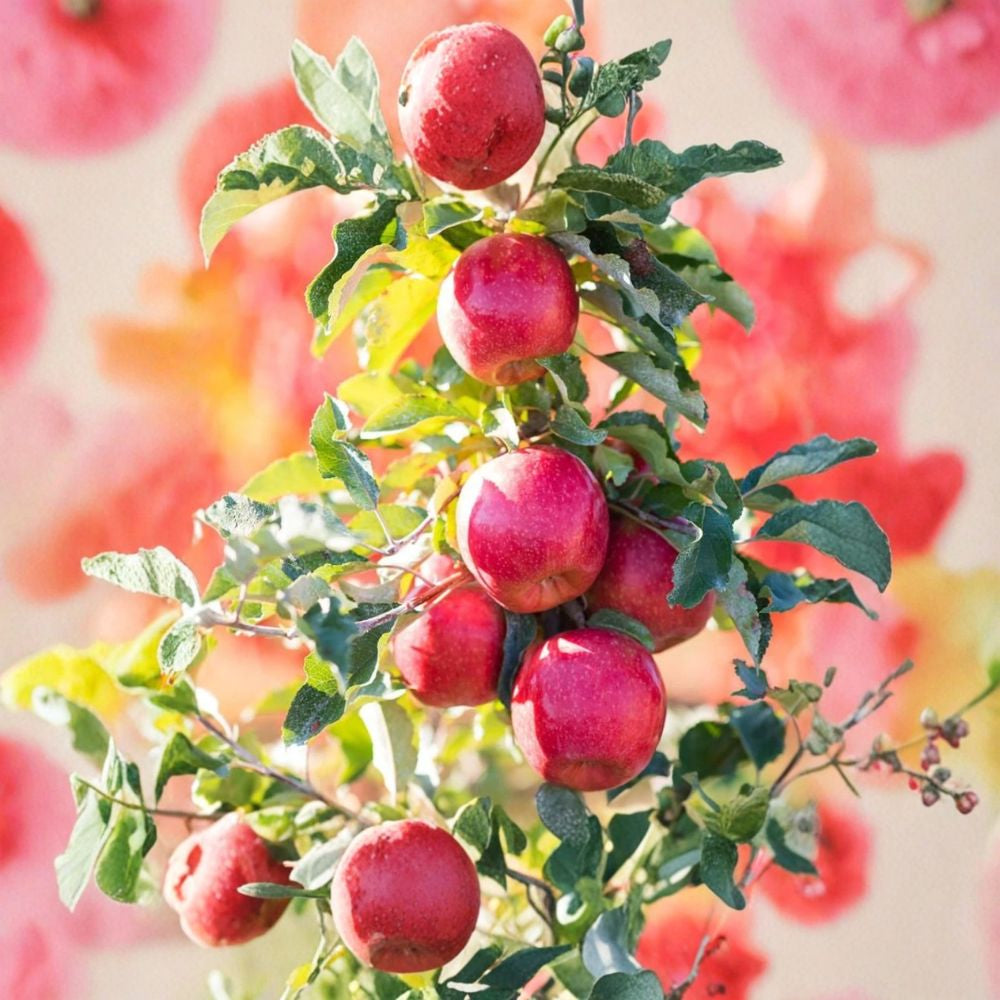 Pink Lady Apple Tree – Malus domestica ‘Cripps Pink’ Live Plant | 24 Inches Tall | Potted Fruit Tree | Backyard Orchard Favorite