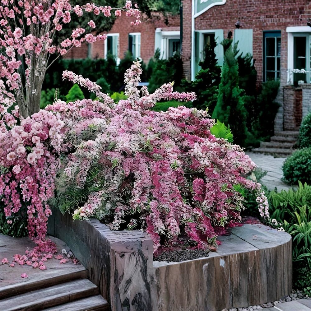 Variegated Weigela Shrubs – Live Bare Root (2 Pack) | 1–2 Ft Tall | Pink Bloom Flowering Bush | Hardy Landscape Plant | Easy Care
