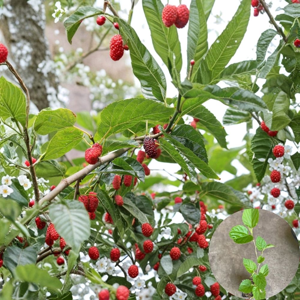 Mulberry Tree – Morus spp. Live Rooted Plant | 1.5–3 Feet Tall | Includes Nursery Pot Fast Growing Fruit Tree | Backyard & Garden Friendly | Easy to Grow