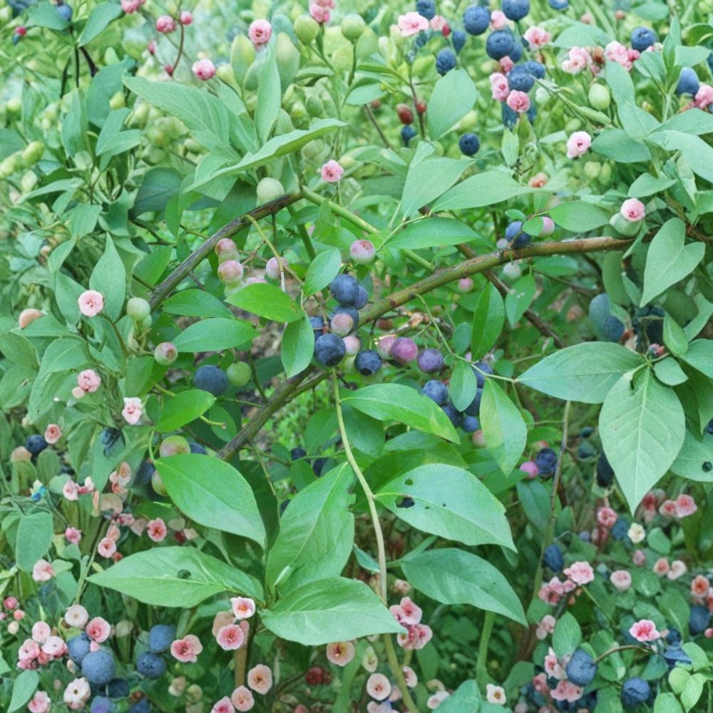 Tifblue Blueberry Plant – Vaccinium ashei ‘Tifblue’ Live Berry Bush | 3 Gallon Pot | 18–24 Inches Tall | Rabbiteye Fruit Plant
