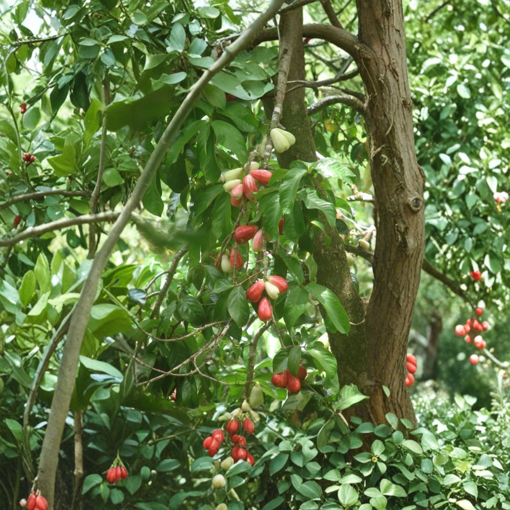 Red Mountain Apple Tree – Syzygium malaccense Live Plant | XL Tropical Fruit Tree | Ohiʻa ʻAi Malay Apple | Exotic Garden Tree