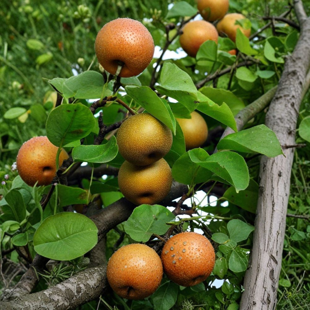 Asian Pear Tree – Pyrus pyrifolia 5 Seeds | Crisp Round Fruit | Hardy Fruit Tree Spring White Blossoms | Late Summer Harvest | Unique Seedlings