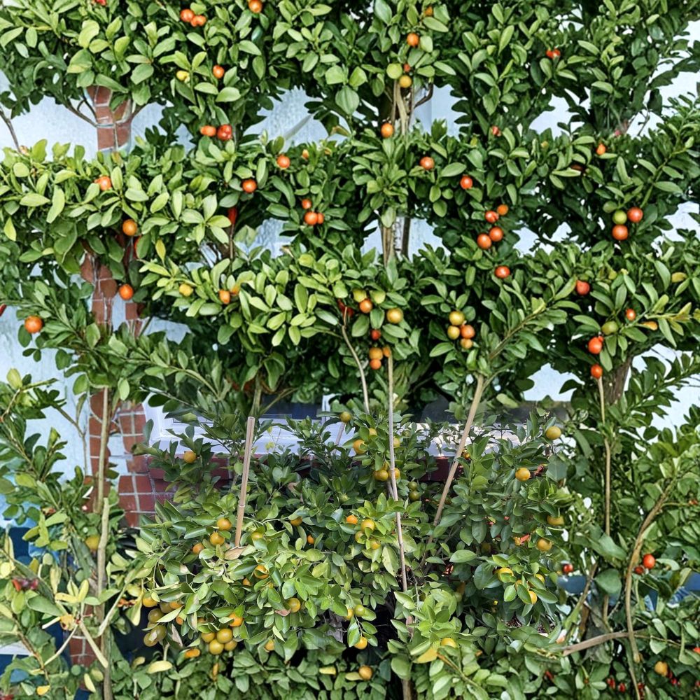 Calamansi Calamondin Citrus Plant – Live Rooted Starter | 2–3 Inch Seedling | Everbearing Citrus Fruit Tree | Patio & Container Friendly | Easy to Grow
