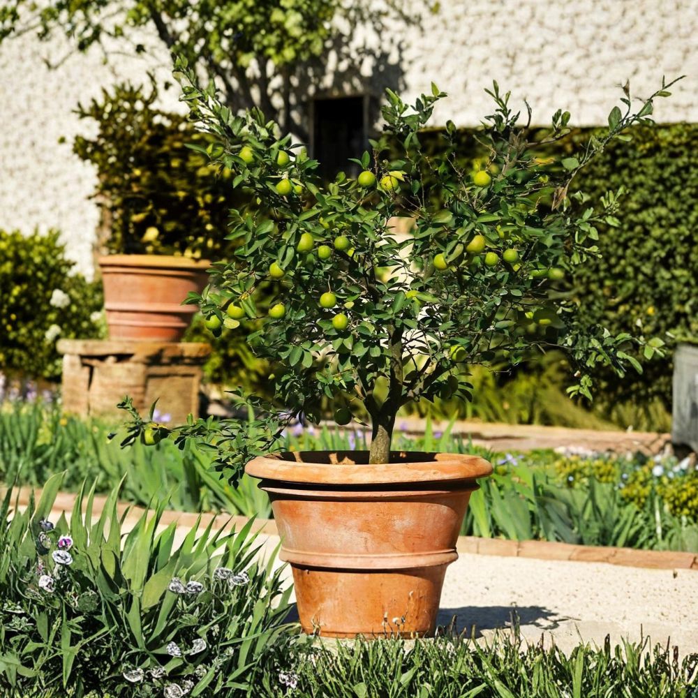 Mexican Key Lime Tree – Citrus aurantifolia Live Sapling | 3–4 Inches Tall | Fragrant Citrus Starter Plant | Patio & Container Friendly | Tropical Fruit Tree