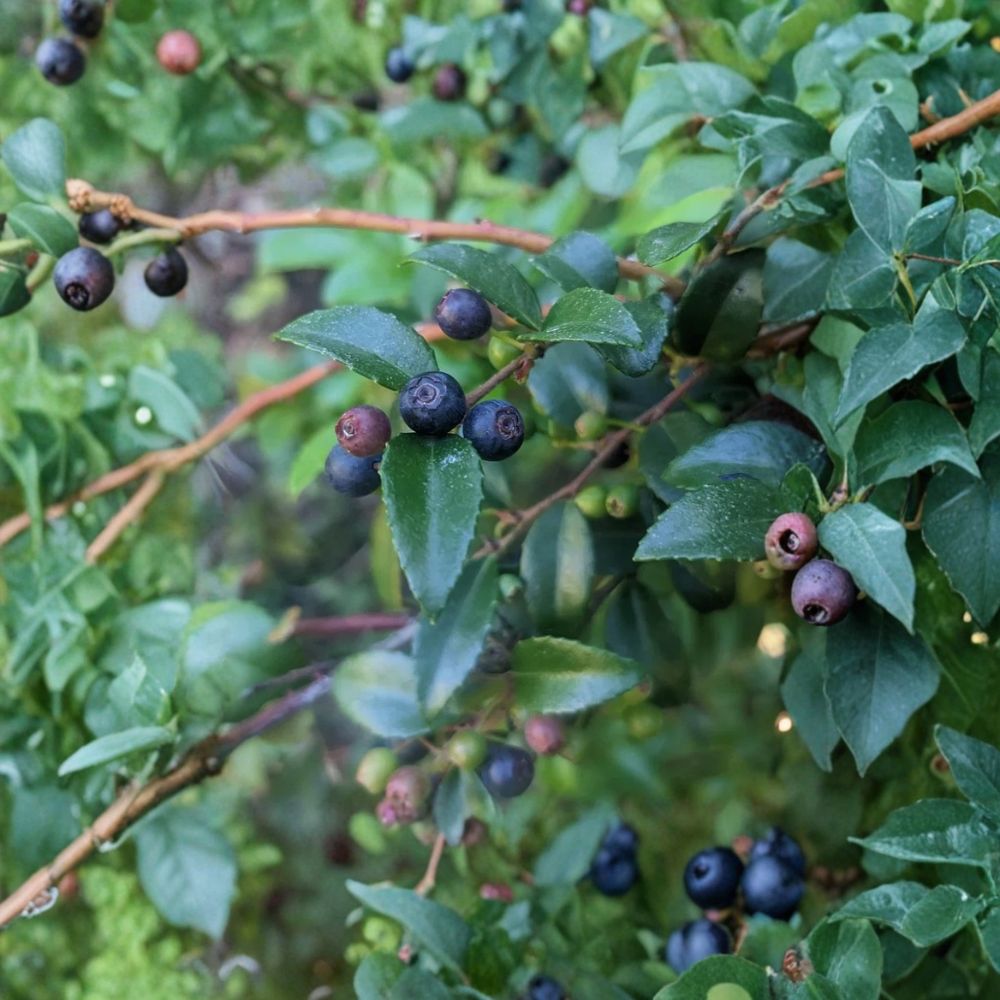 Evergreen Huckleberry Plant – Vaccinium ovatum Live Seedling | 1–2 Inches Tall | 1.5 Inch Pot | Native Edible Berry Shrub