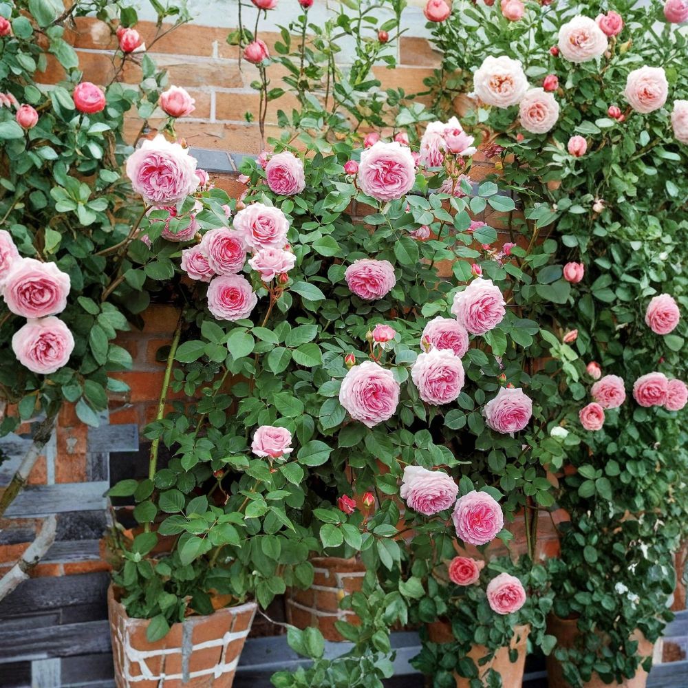 James Galway Climbing Rose Cuttings – 3 Unrooted 5–8 Inch David Austin Rose | Light Pink English Climber | Fragrant Garden Rose