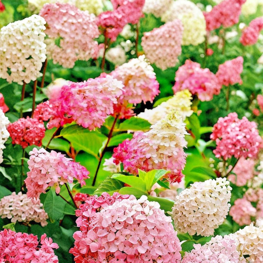 vanilla strawberry hydrangea seeds Vanilla Strawberry Hydrangea Cuttings – 20 Unrooted Stems 6–7 Inches |  Hydrangea paniculata | Color Changing Flower Shrub
