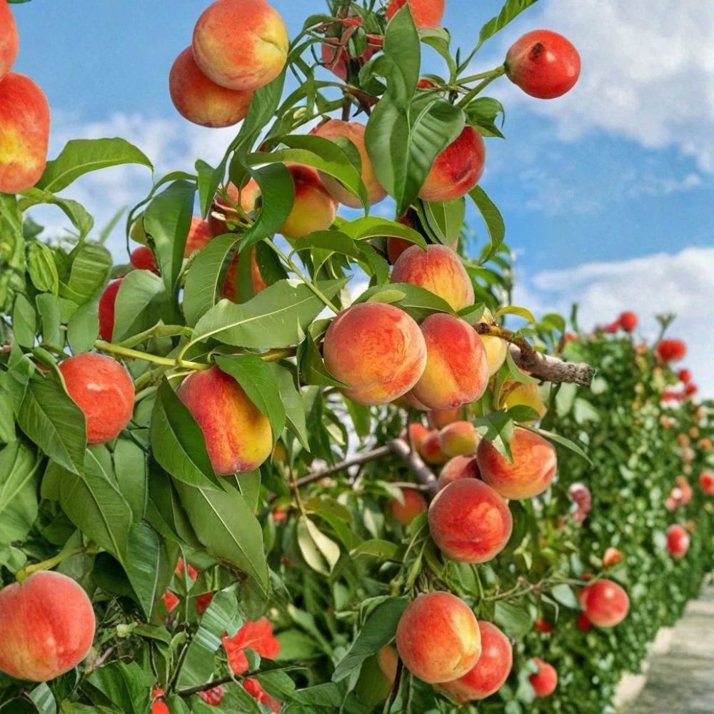 Contender Peach Tree – Prunus persica Live Bare Root | 2 Ft Tall Cold Hardy Fruit Tree | Sweet Yellow Freestone Peach | Backyard Orchard Tree | Ready to Plant