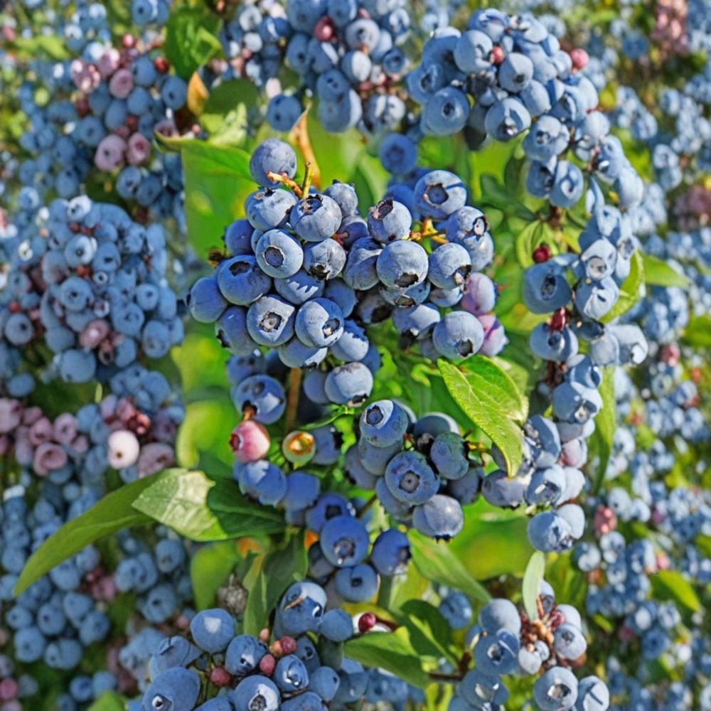 Duke Blueberry Plant – Vaccinium corymbosum Live Plant | 1 Gallon Pot | Northern Highbush Early Season Berry Bush | Hardy Fruit Plant