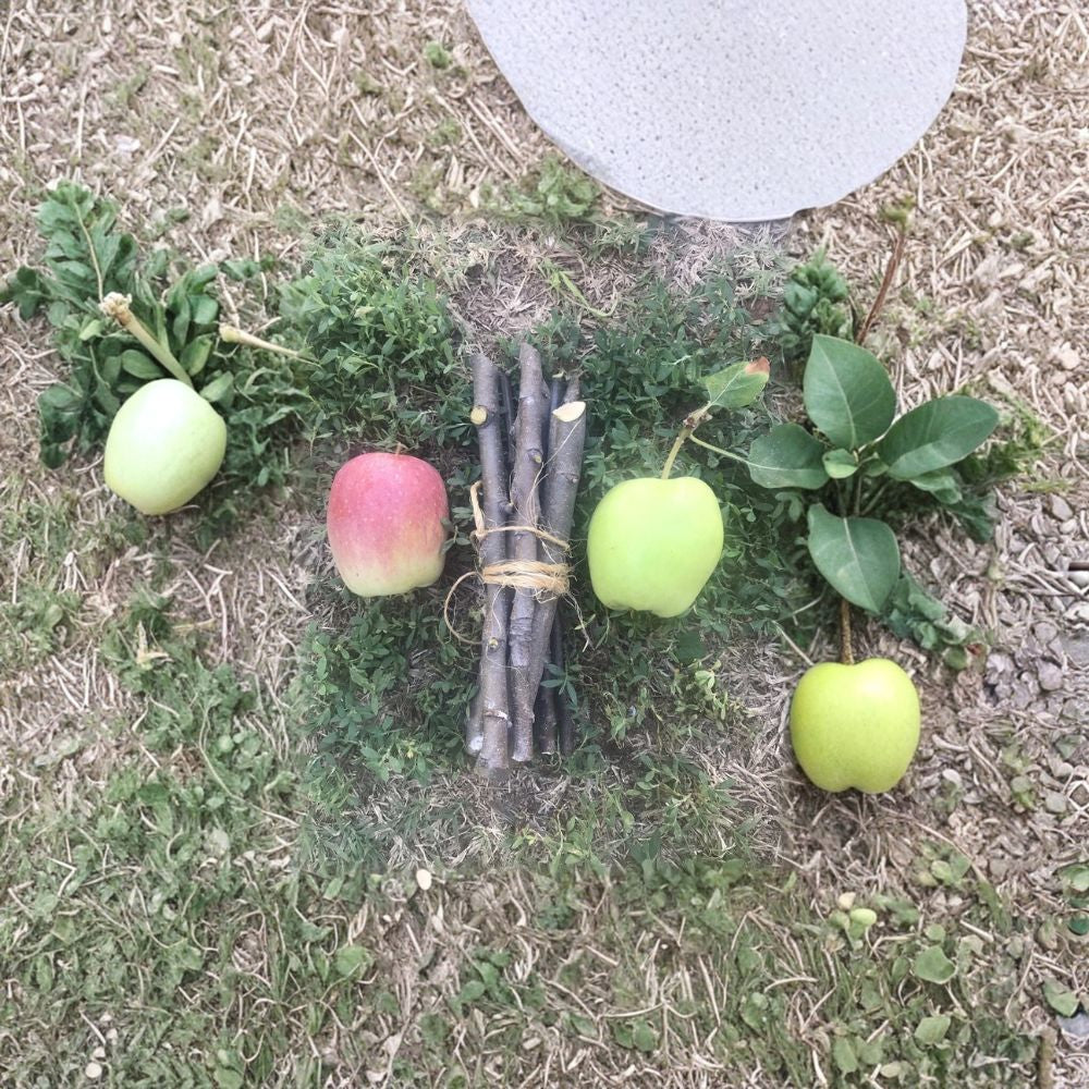 Apple Tree Cuttings – 5 Fresh Organic Scions | Unrooted Apple Propagation Wood | Grafting & Rooting Cuttings