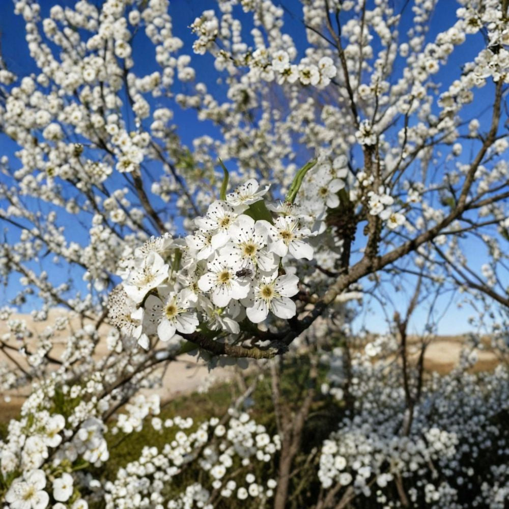Callery Pear / Bradford Pear – Pyrus calleryana 20 Seeds | 2025 Harvest | USA Grown Early Spring Blooms | Brilliant Fall Color | Hardy Ornamental Tree