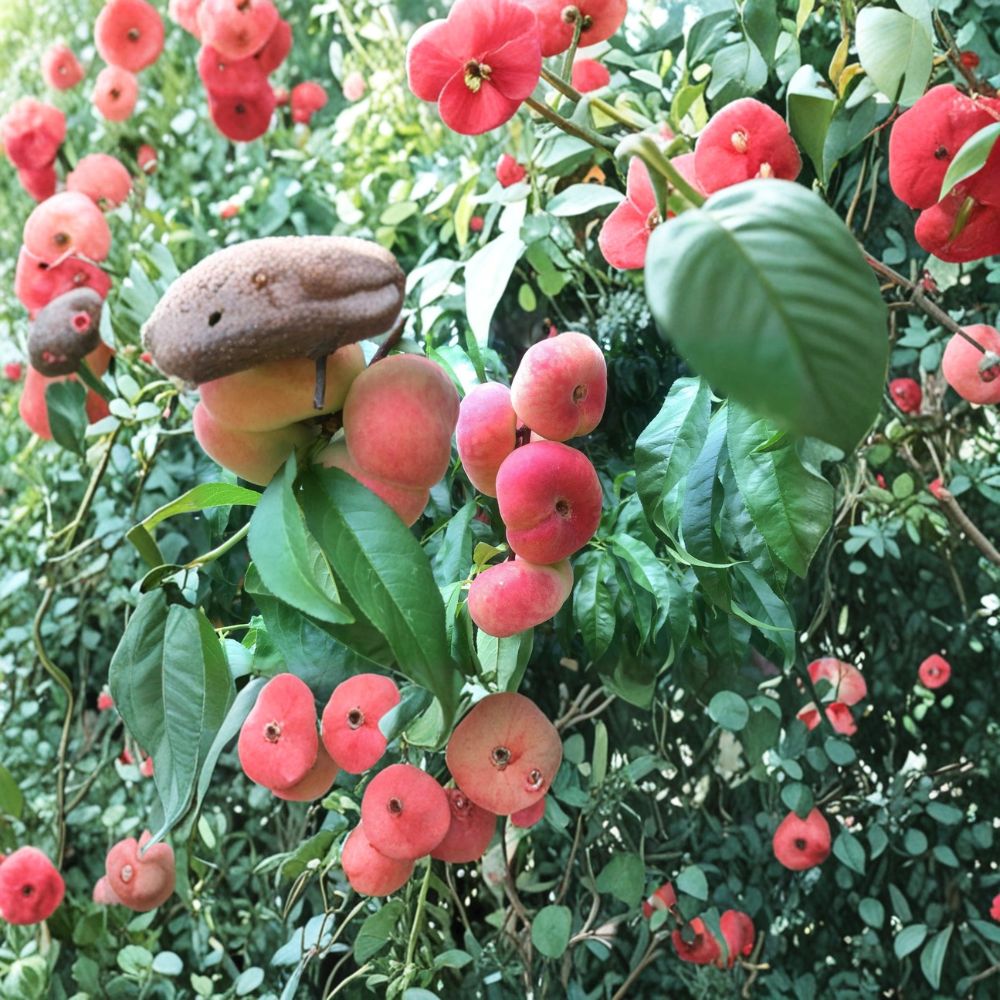 Donut Peach Tree – Prunus persica Live Plant | 2–3 Ft Tall | Flat Peach Tree | Sweet Dessert Peach Variety | Patio & Backyard Orchard Friendly