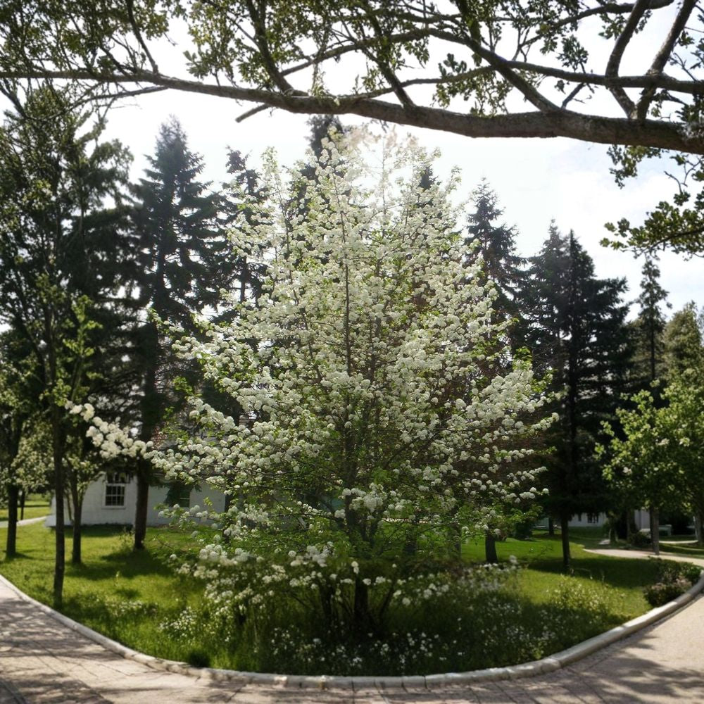 Bradford Pear Tree – Pyrus calleryana 5 Seeds | Fast Growing | Hardy Ornamental Tree Spring White Blooms | Brilliant Fall Color | Easy to Grow