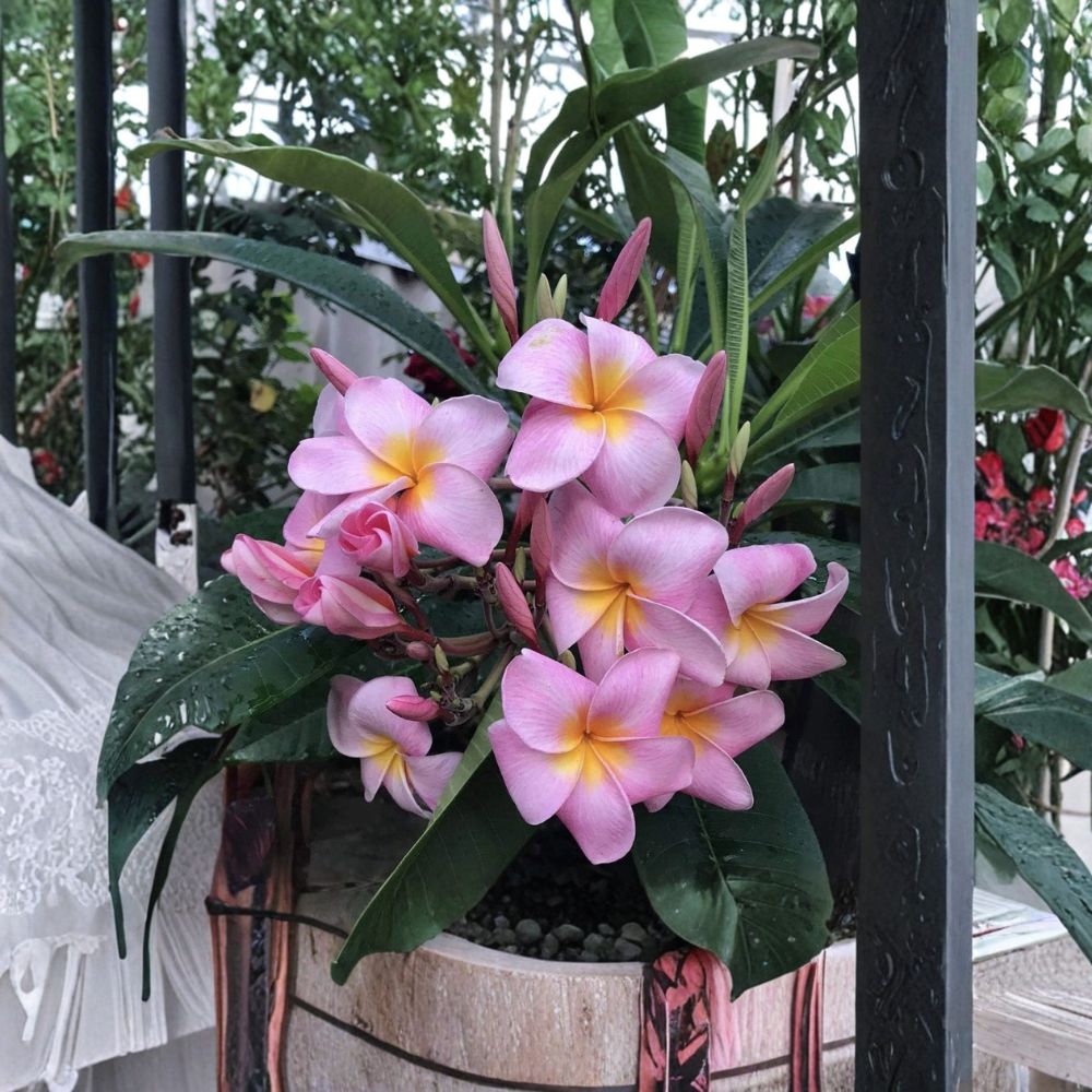 Hawaiian Pink Plumeria Cutting – 9–12 Inches | Frangipani Plant | Fragrant Tropical Flower | Easy to Grow