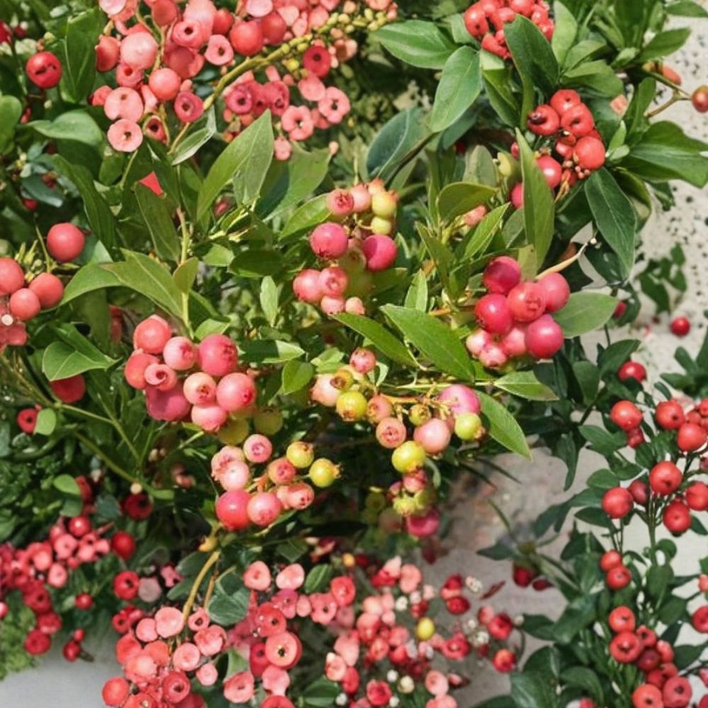 Pink Lemonade Blueberry Plant – Vaccinium ‘Pink Lemonade’ Live Starter | 3 Inch Pot | Sweet Pink Berry Fruit Bush | Edible Garden Plant