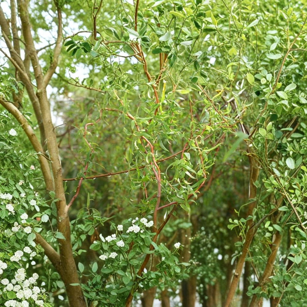 Scarlet Curly Willow Cuttings – 100 Salix Corkscrew Willow Cuttings | Red Stem Fast Growing Tree | Landscape & Craft Willow