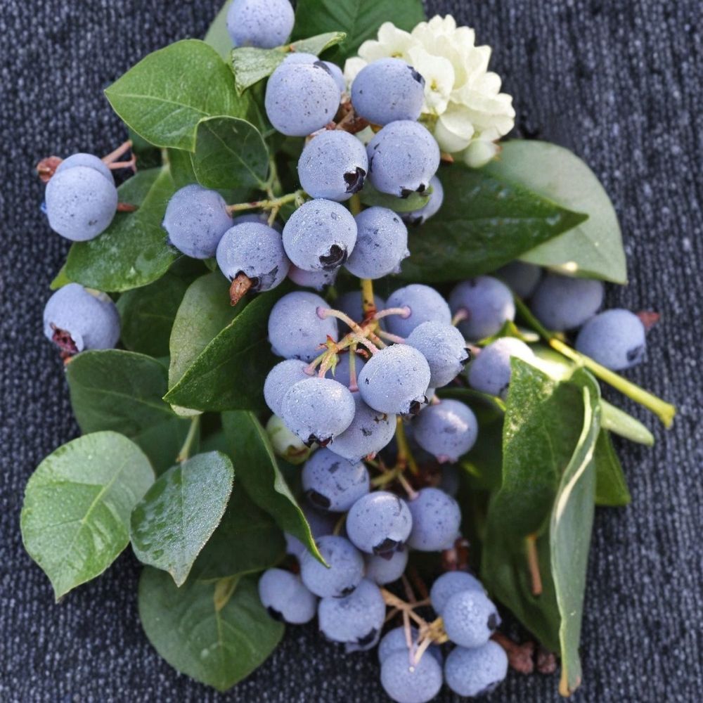 Sharpblue Blueberry Starter Plants – Vaccinium corymbosum | Set of 10 Bare Root Plugs | 3–6 Inches Tall | Southern Highbush Berry Plants