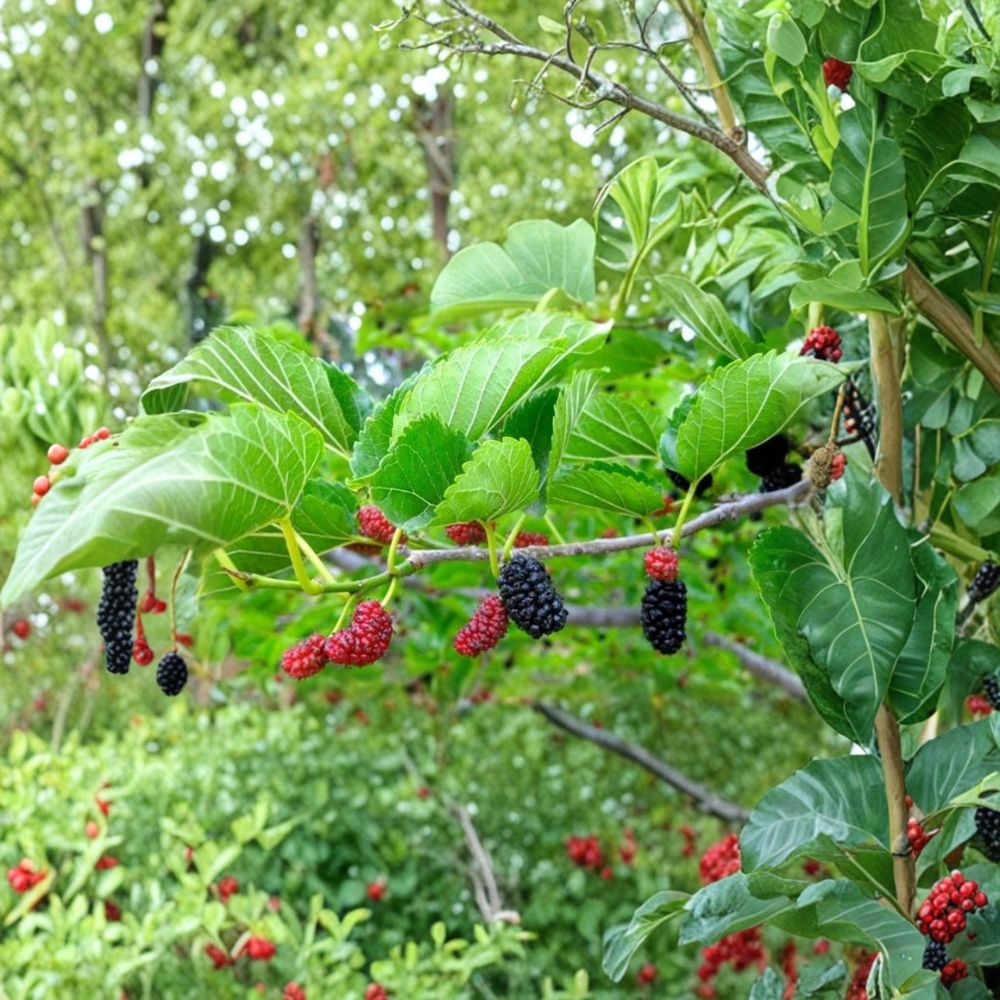 Red Mulberry Tree – Morus rubra Live Seedling | 12+ Inches Tall | Bare Root – No Pot Native Fruit Tree Starter | Backyard & Wildlife Friendly | Easy to Grow