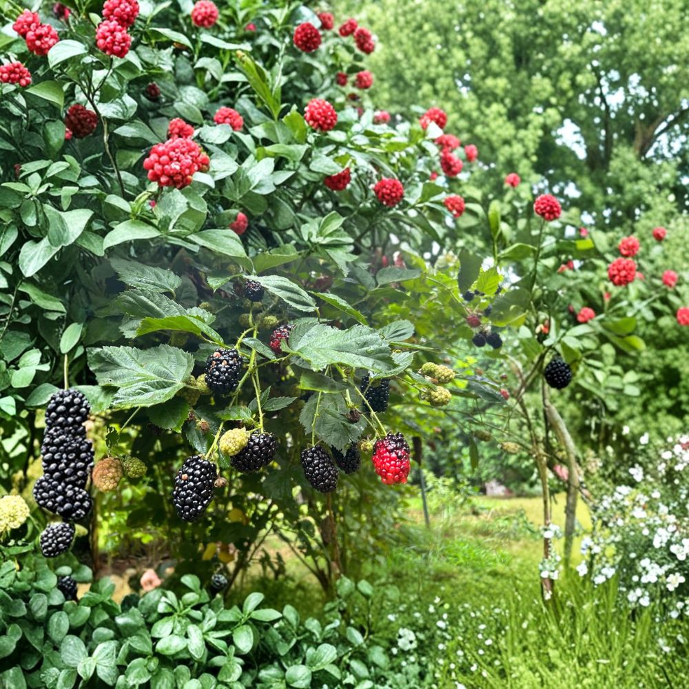 Kiowa Blackberry Plants – Rubus ‘Kiowa’ Starter Plugs | Set of 10 | Large Sweet-Tart Berries | High-Yield Variety | Bare Root Berry Plants