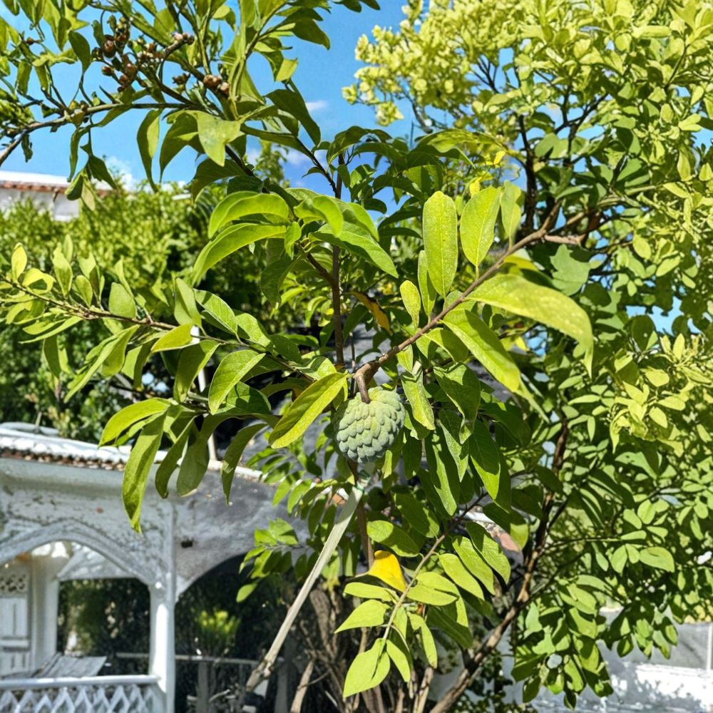 Sugar Apple Tree – Annona Squamosa Live Plant | 2 Ft Tall in 2 Gallon Pot | Tropical Sweetsop Fruit Tree | Patio or Backyard Growing