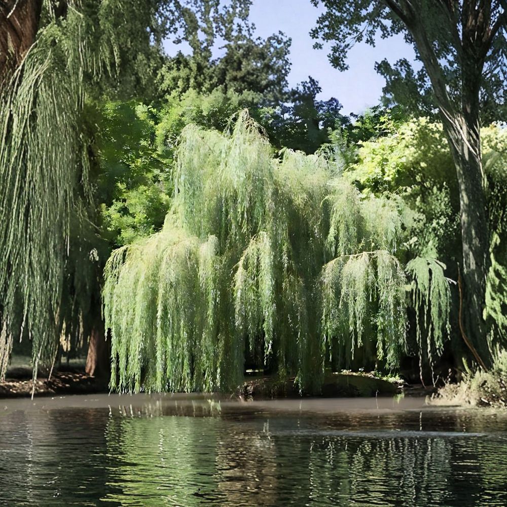 Weeping Willow Tree – Salix babylonica Live Bare Root | 2–3 Ft Tall | Fast Growing Shade Tree | Outdoor Landscape Favorite | Easy to Plant