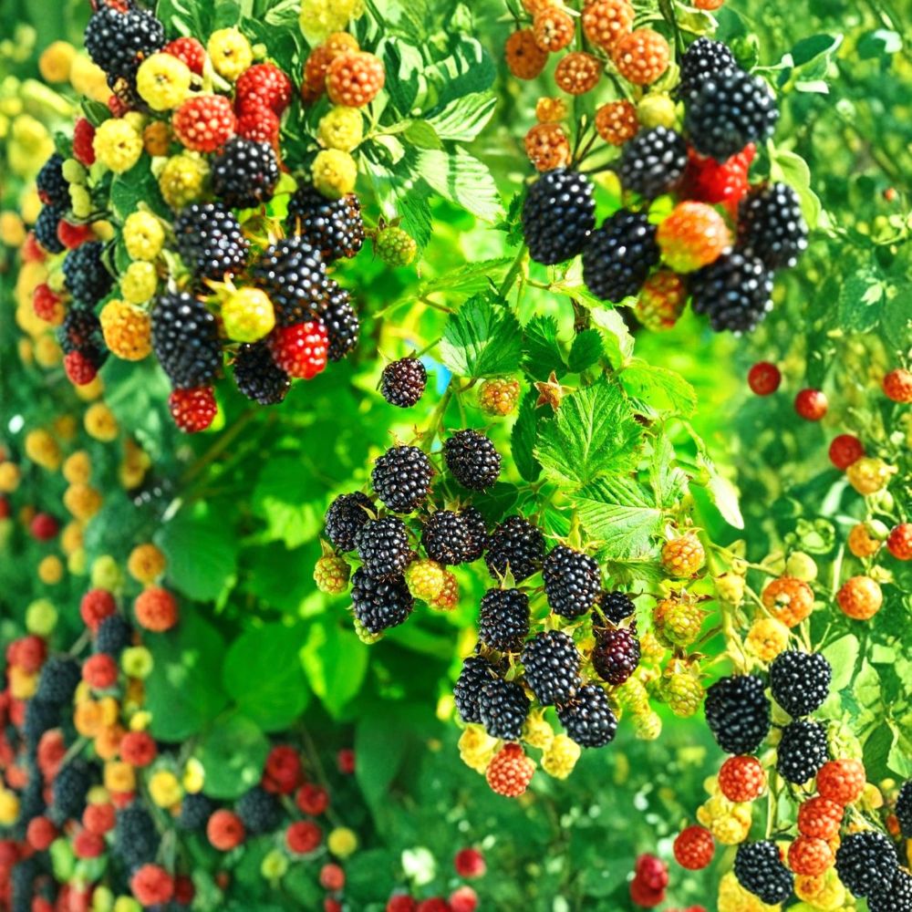 Kiowa Blackberry Plant – Rubus ‘Kiowa’ Starter Plug | Large Sweet Berries | Thorny Variety | High-Yield Fruit Plant | Bare Root Blackberry Starter