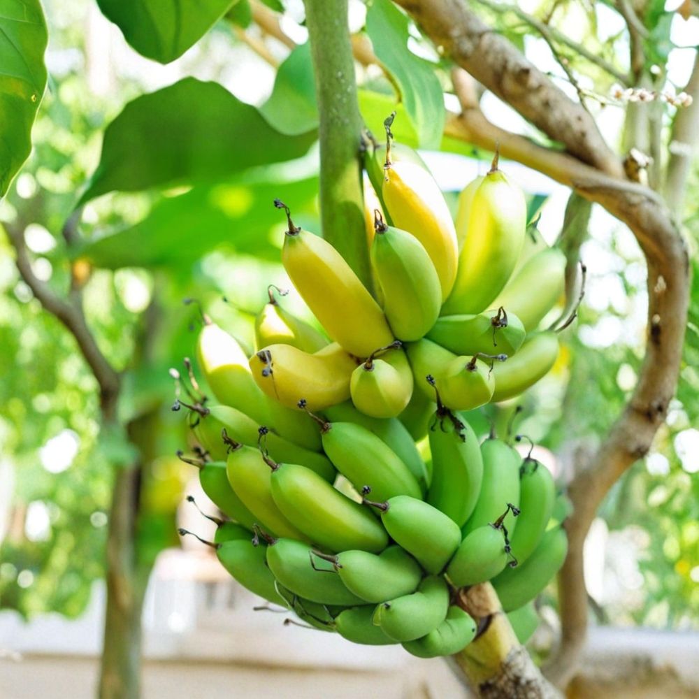Gran Nain Banana Plant – Live Starter Plug 3–6 Inch | Musa Grand Nain | Fast Growing Tropical Fruit Plant | Patio & Garden