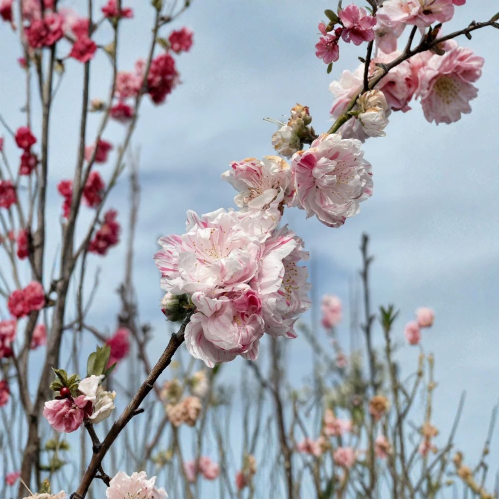 Peppermint Flowering Peach Tree – Prunus persica ‘Peppermint’ Live Plant | 2–3 Ft Tall | 3 Gallon Pot Ornamental Tree | Spring Tri-Color Blossoms | Patio & Garden Friendly